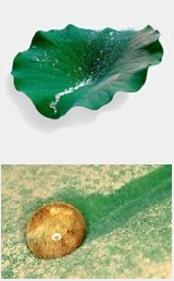 Nanotechnologie - Lotuseffect